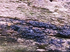 Ruzenia spermoides
