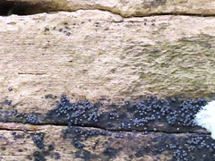 Ruzenia spermoides