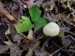 Tricholoma odorum