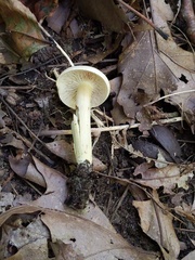 Tricholoma odorum