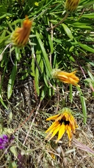 Gazania linearis