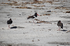 Haematopus palliatus
