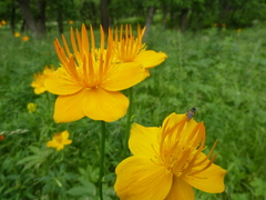 Trollius macropetalus