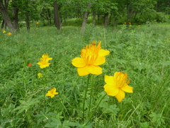 Trollius macropetalus