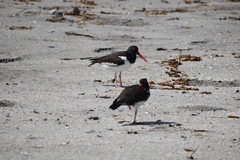 Haematopus palliatus