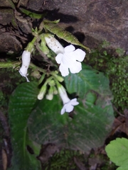 Streptocarpus pusillus
