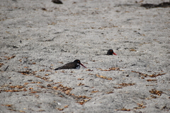 Haematopus palliatus