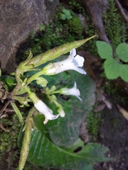 Streptocarpus pusillus