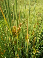 Juncus inflexus
