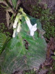 Streptocarpus pusillus