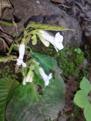 Streptocarpus pusillus
