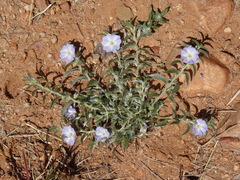 Evolvulus nuttallianus