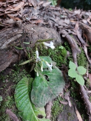 Streptocarpus pusillus