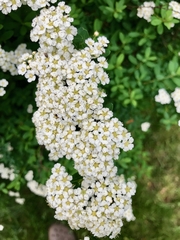 Spiraea nipponica