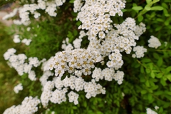 Spiraea nipponica