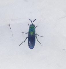 Chrysis angolensis