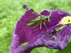 Tenthredo deaurata