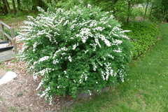 Spiraea nipponica