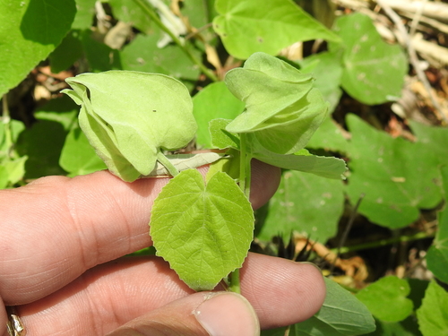 Whiteleaf Indian mallow (Abutilon hypoleucum)