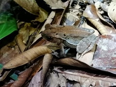 Incilius aucoinae