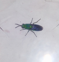 Chrysis angolensis