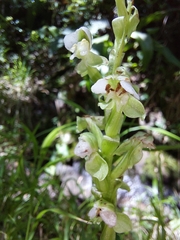 Pterygodium hastatum