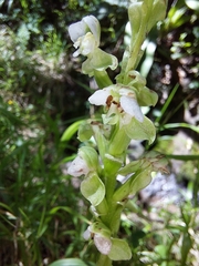 Pterygodium hastatum