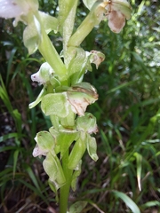 Pterygodium hastatum