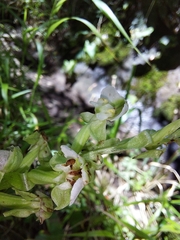 Pterygodium hastatum