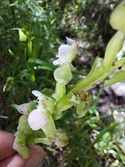 Pterygodium hastatum