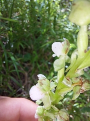 Pterygodium hastatum