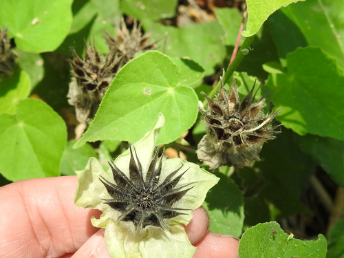 Image of Abutilon hypoleucum by (c) Sam Kieschnick, some rights reserved (CC BY)