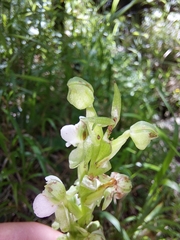Pterygodium hastatum
