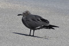 Leucophaeus modestus