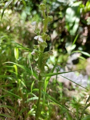 Pterygodium hastatum