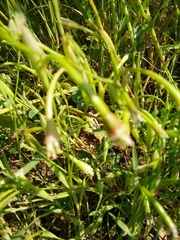 Cornucopiae cucullatum