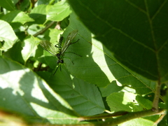 Tenthredo deaurata