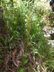 Pterygodium hastatum