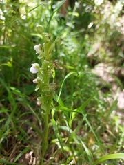 Pterygodium hastatum