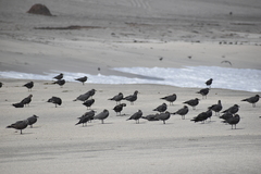 Leucophaeus modestus