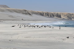 Leucophaeus modestus