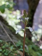 Holothrix orthoceras