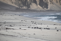 Leucophaeus modestus