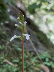 Holothrix orthoceras