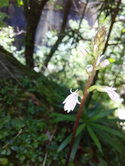 Holothrix orthoceras