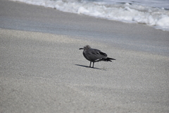 Leucophaeus modestus