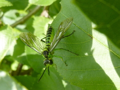 Tenthredo deaurata