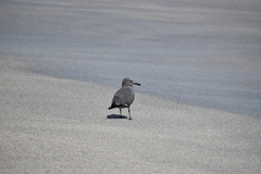 Leucophaeus modestus