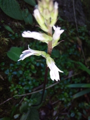 Holothrix orthoceras