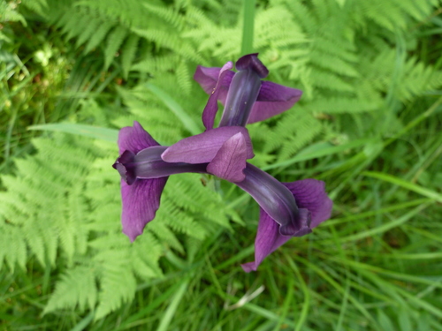 Image of Iris ensata by (c) Andreas Taeger, some rights reserved (CC BY)